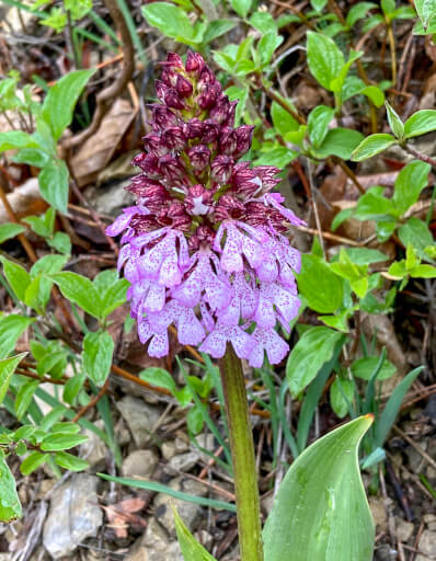 Orchidee - Knabenkraut