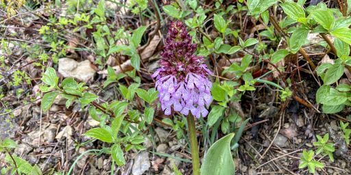 Orchidee - Knabenkraut