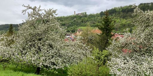 Obstgärten und Fuchsturm