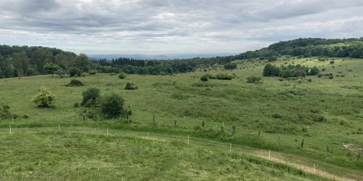 Zwischen Hutwiese und Steinfeldwiese