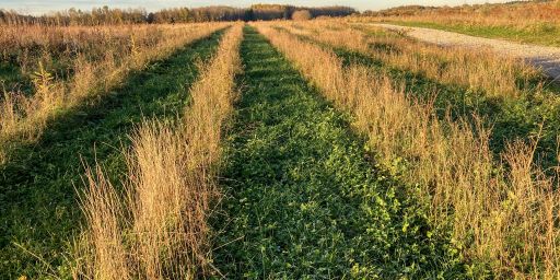 Wiederaufforstung im Wald des Barons Hirsch