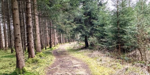 Dämmerung im Truderinger Wald